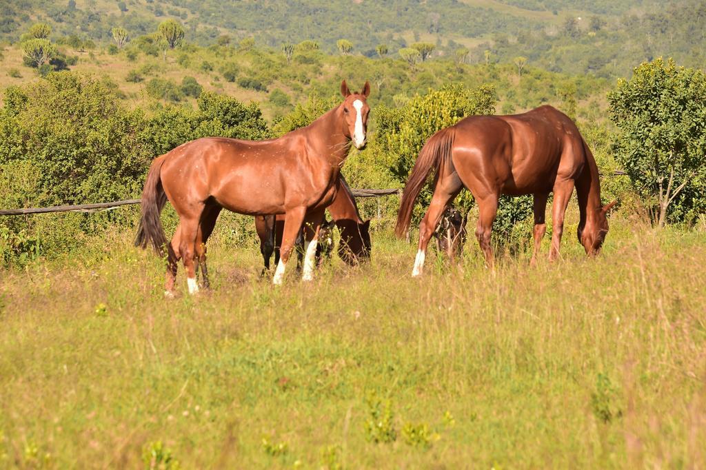 Olepangi Farm Villa Nanyuki Luaran gambar